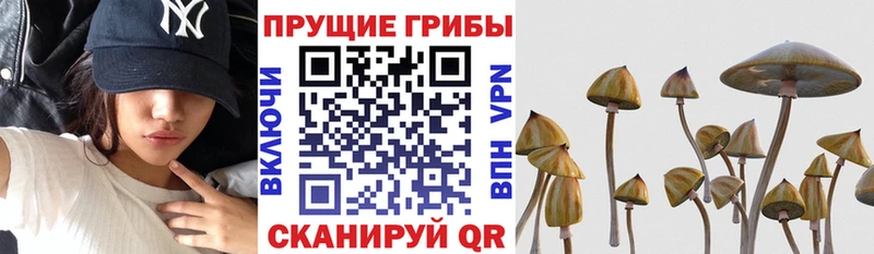 нарко площадка клад Межгорье Галлюциногенные грибы мицелий